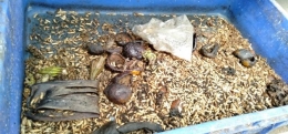 Maggot memakan sampah organik di dalam wadah kotak besar. Foto: dok. pribadi.