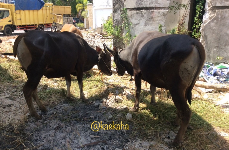 Sapi tidak mengandung kolesterol (dokpri)