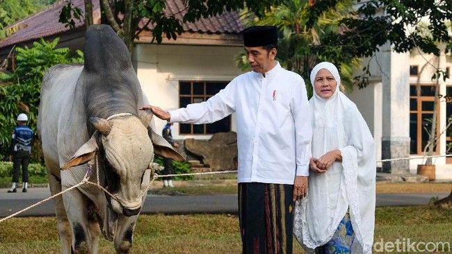 Foto: Jokowi berkurban sapi di Bogor (Andhika Prasetia/detikcom)