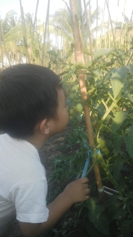 Anak saya saat di kebun Tomat.  Dokpri