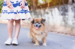 Anak dan seekor anjing Sumber foto: Srijaroen /Shutterstock