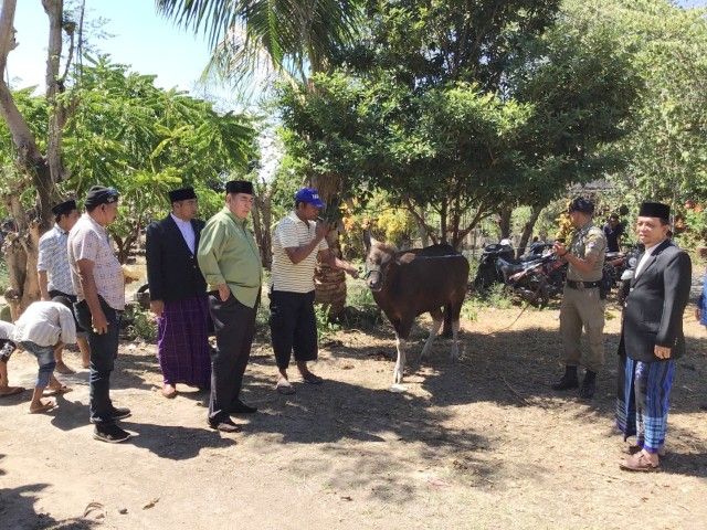 Bantuan sapi qurban dari Pemprov SulSel di Kediaman pribadi Gubernur SulSel di Bantaeng.