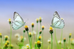 Image: Butterfly, karya Ronny Overhate, diambil dari pixabay.com