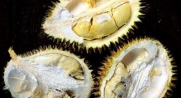 Durian Loksl |Foto: Kompas.com