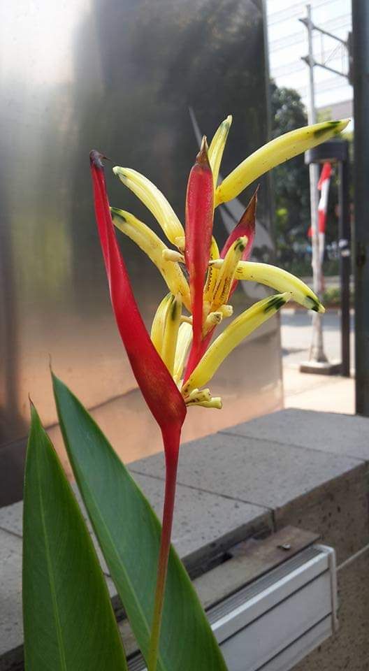 Bunga burung Cendrawasih. Bird of paradise flower. Lokasi: FX Jakarta Photo by Ari