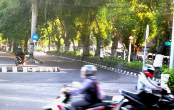 Pohon Tanjung di Jl.Atmo Sukarto (foto:Ko In)