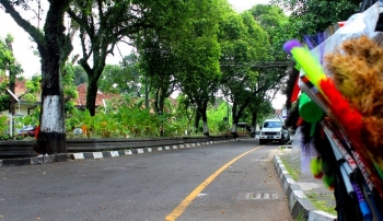 Pohon Tanjung sbg pemisah jalur (foto:Ko In)
