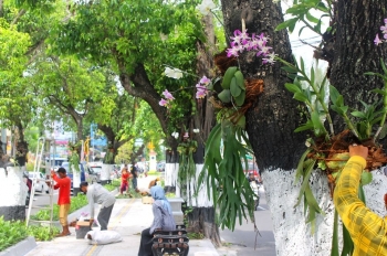 Anggrek menemani Tanjung (foto:Ko In)