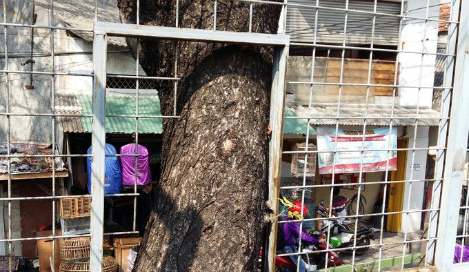 Inilah sebatang pohon di Stasiun Gang Sentiong, Jakarta Pusat. Ada beberapa sangkar burung serta kicauan burung-burung di sana. Meski gampang tapi sang pohon tidak ditebang. Pohon dan pagar saling berkolaborasi menjaga keamanan stasiun. Berdampingan tapi tidak saling meremehkan. Foto: isson khairul