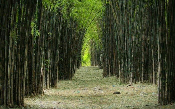 Bamboo - indonesia.transresortbali.com