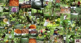 Agroforestry organik di Desa Namo, Kecamatan Kulawi, Kabupaten Sigi, Sulawesi Tengah/dokpri