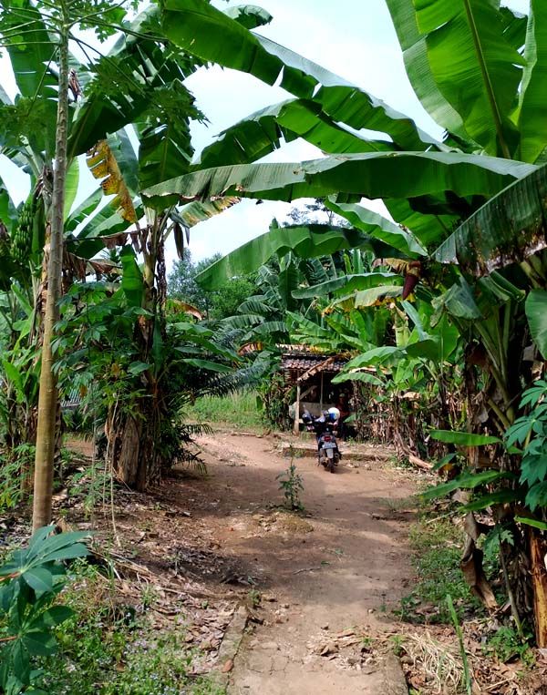 Jalan setapak yang menyempit menuju makam (Sumber: J.Haryadi)