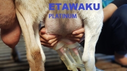 etawaku susu kambing