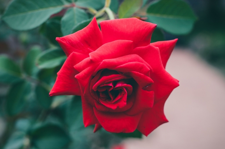 Bunga mawar yang baik bagi kesehatan tubuh (foto: unsplash/sharonmccutcheon)