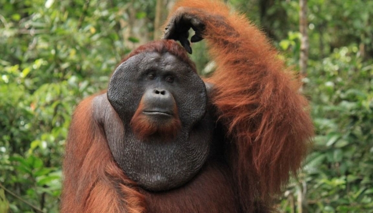 Orangutan/ist
