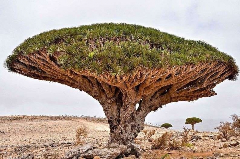Pohon Naga asal Pulau Socrota, Yaman, mampu hidup 300 tahun. Sumber: Wikimedia.