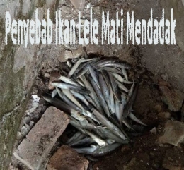 Ikan lele mati mendadak (Sumber: Dokumentasi pribadi)