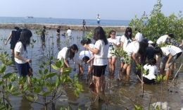 Back to nature dengan menanam mangrove (Sumber : Okezone.news)
