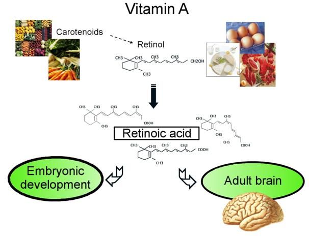 Pembentukan otak dan paru-paru manusia selama kehamilan sangat memerlukan peran vitamin A (E-Content NMEICT.com)