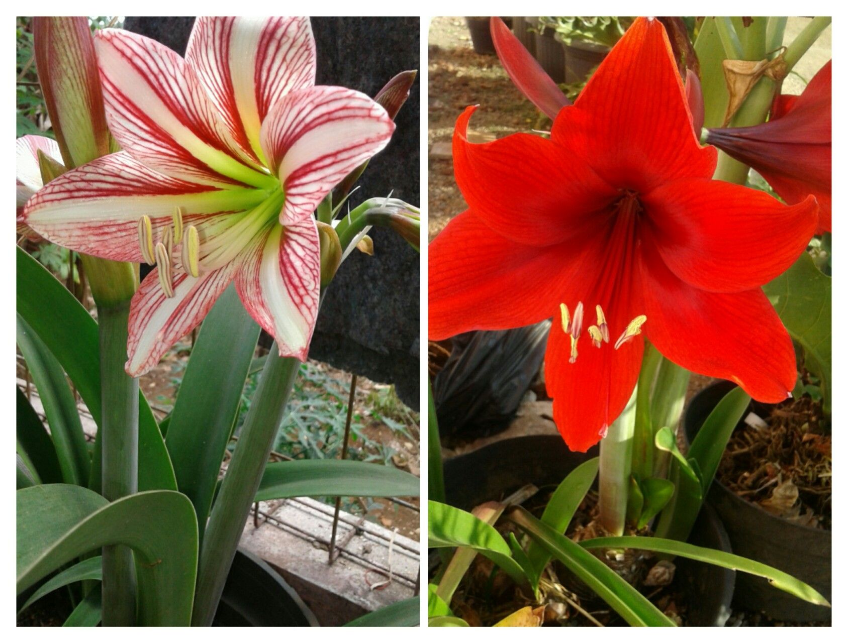 Bunga Amarilis (Hippeastrum puniceum) yang sedang mekar. | dokpri