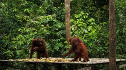 Tiga Orangutan turun untuk makan di pos Pondok Tanggui, Taman Nasional Tanjung Puting, Kalimantan Tengah.
