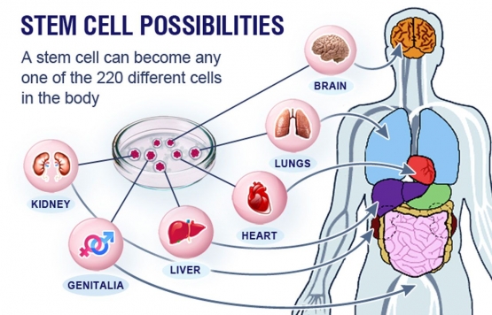stem-cell-therapy-market-5d613554097f363d772119b2.jpg
