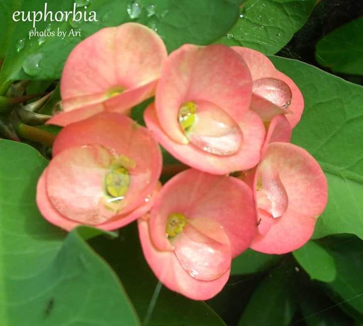 Tetesan air hujan di bunga Euphorbia. Photo by Ari