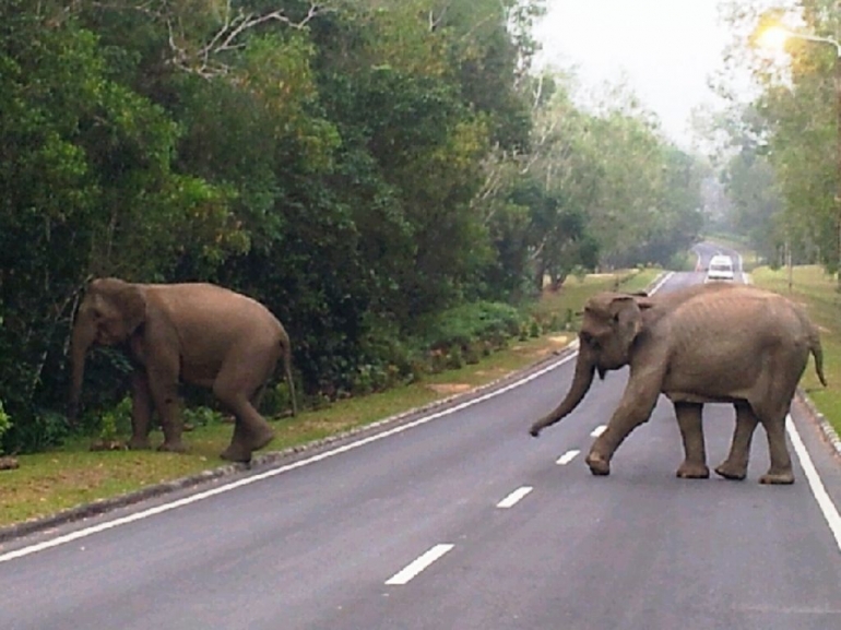 Gajah berkaeliaran disekitar hutan lindung perumahan Chevron-Duri (src: halloriau.com )