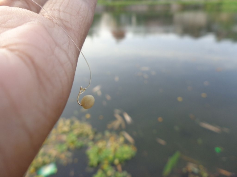 Memasang Umpan Putih di Mata Kail | Koleksi Pribadi