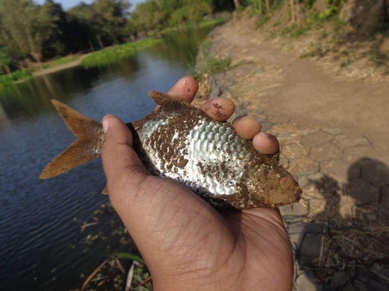 Wader Jumbo atau Ikan Tawes, Dibawa Pulang | Koleksi Pribadi
