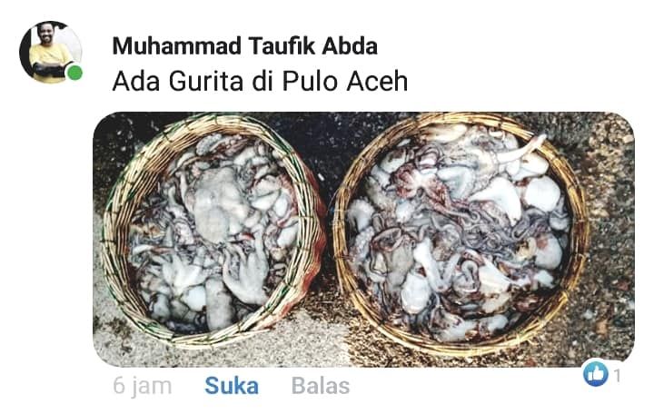 Gurita Pulau Aceh. (Foto: Facebook/Muhammad Taufik Abda)