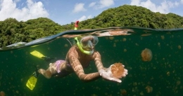 Ubur-ubur yang bisa disentuh di Pulau Kakaban. kejadiananeh.com