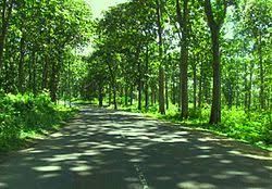 Hutan tutupan yang aku ceritakan kira-kira seperti ini tetapi jalan aspalnya hanya satu jalur. Dok : Wikipedia