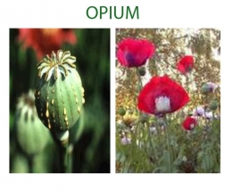 Deskripsi : Contoh Opium I Sumber Foto : Olah Digital