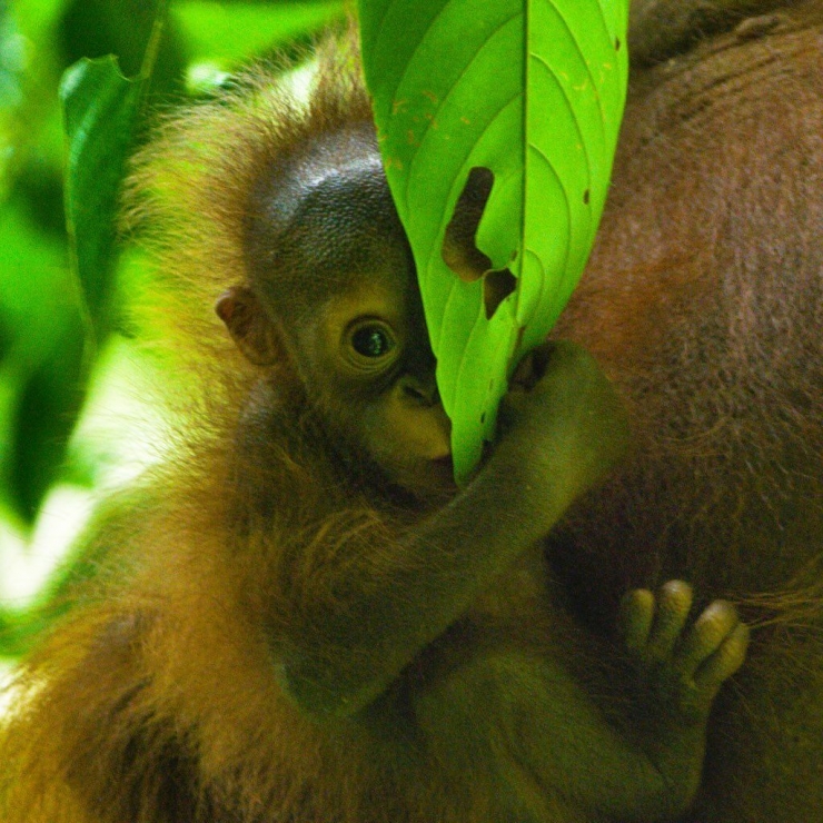 Orangutan dan selembar daun. Foto dok : Tim Laman/Yayasan Palung