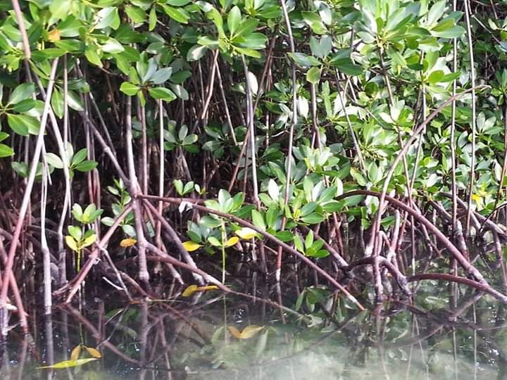 Hutan Mangrove di area Pulau Pari. Photo by Ari