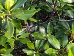 Foto daun pohon Bakau. Photo by Ari
