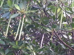 Bentuk buah Mangrove memanjang. Photo by Ari