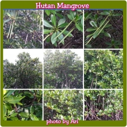 Hutan Mangrove di Pulau Pari. Photo by Ari