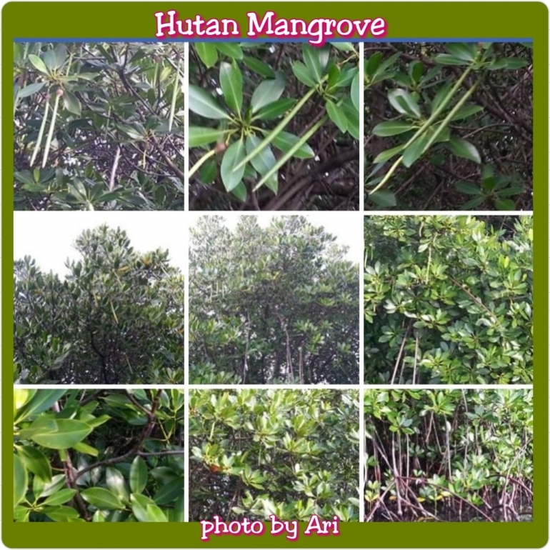 Hutan Mangrove di Pulau Pari. Photo by Ari