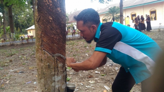 Petugas sedang memperagakan proses menoreh kulit untuk sadapan (dok. pribadi, 2019)