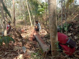 Relawan tengah memotong donasi pohon kelapa (Foto: dok pri)