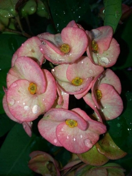 Titik sisa hujan di bunga Euphorbia. Photo by Ari