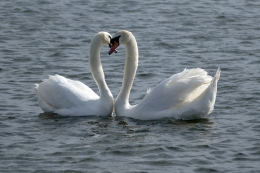 ilustrasi dua angsa yang membentuk simbol hati. (pixabay.com/dgazdik)