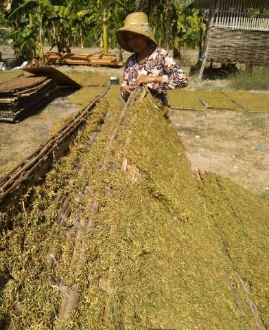 Siang, pukul 13:22 WIB. Dibawah terik matahari yang sangat menyengat, seorang petani tembakau madura sedang melakukan proses penjemuran daun tembakau hingga nantinya siap dijual kepada para pedagang. | dokpri