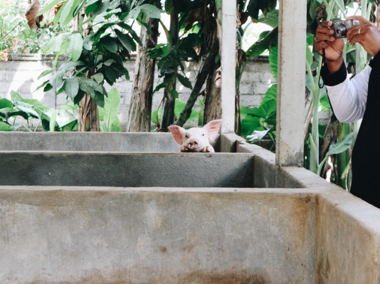 (file: Biogasenergiterbarukan dari kotoran hewan - caption: ternak babi salah satu warga Bongkasa Pertiwi yang menghasilkan biogas - dok.pribadi)