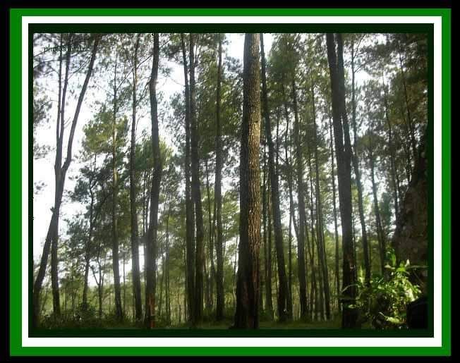 Hutan Pinus di area Kabupaten Cilacap. Photo by Ari