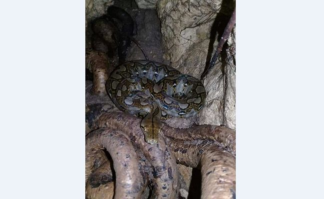 Salah satu Ular didalam gua istana ular, didesa Galang- Manggarai Barat( Foto Floresa.co)