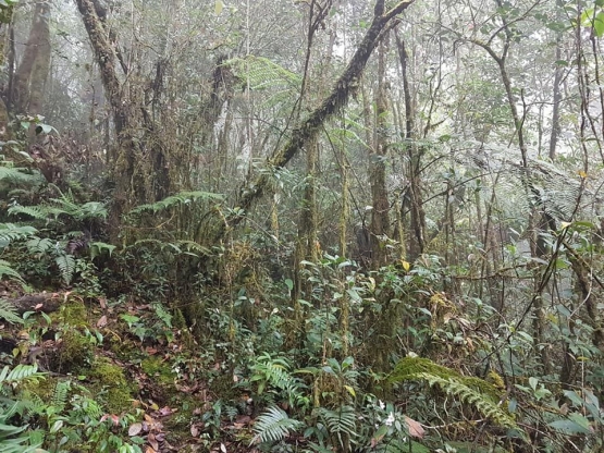 Contoh trek menuju puncak Robuang, di kiri-kanan jurang (dokpri)