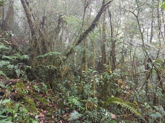 Contoh trek menuju puncak Robuang, di kiri-kanan jurang (dokpri)